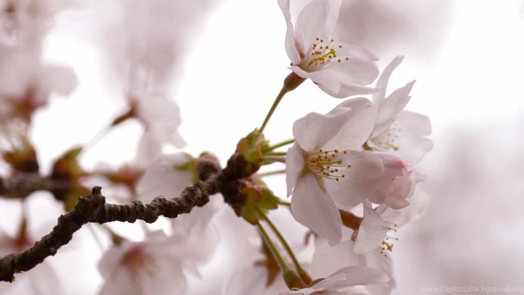 Flowers wallpaper 4.jpg