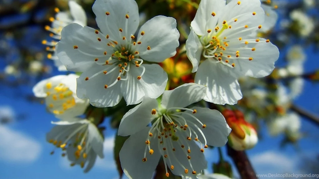 Download Beautiful Blooming Unique Flower Wallpapers