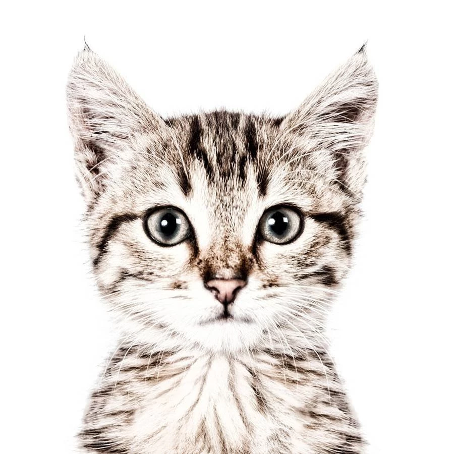 Cat Magnetic Wallpapers By Sisters Guild