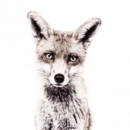 Fox sistersguild  520x520.jpg