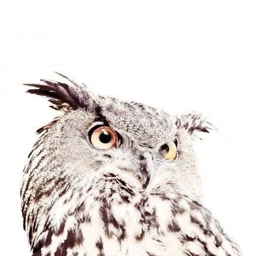 Mazout   Groovy Magnets