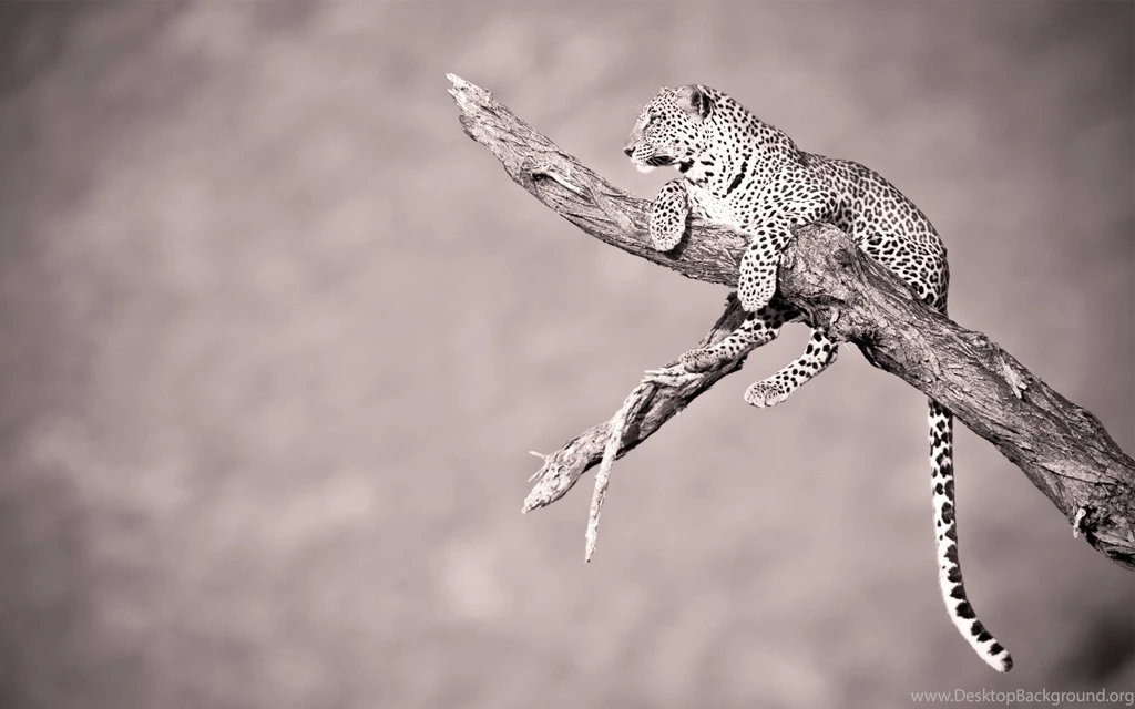 Animals Archives WideWallpaper.info