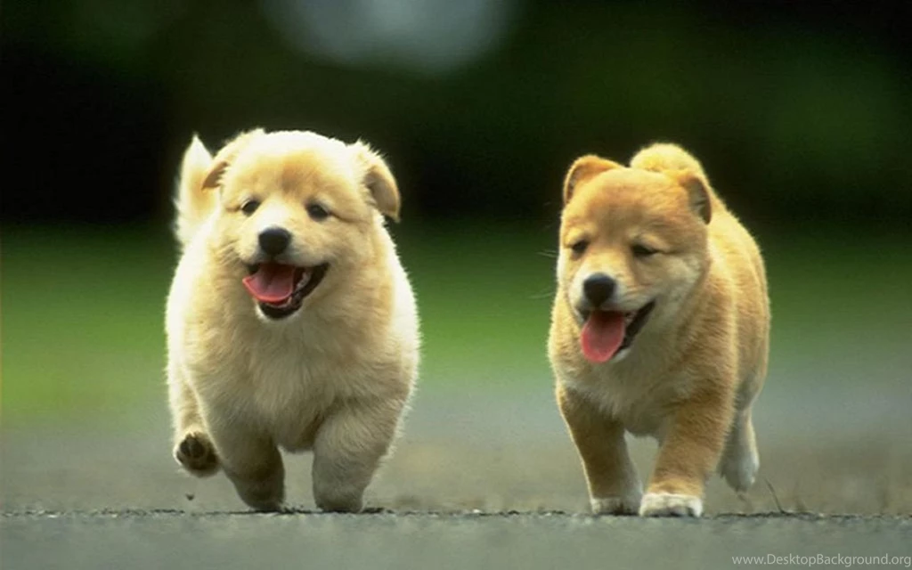 Download Dog Animals Imagesci Wallpapers 1920x1200