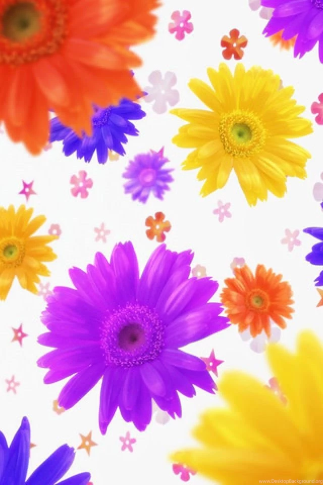 1907 daisy good background iphone hd wallpaper_640x960.jpg