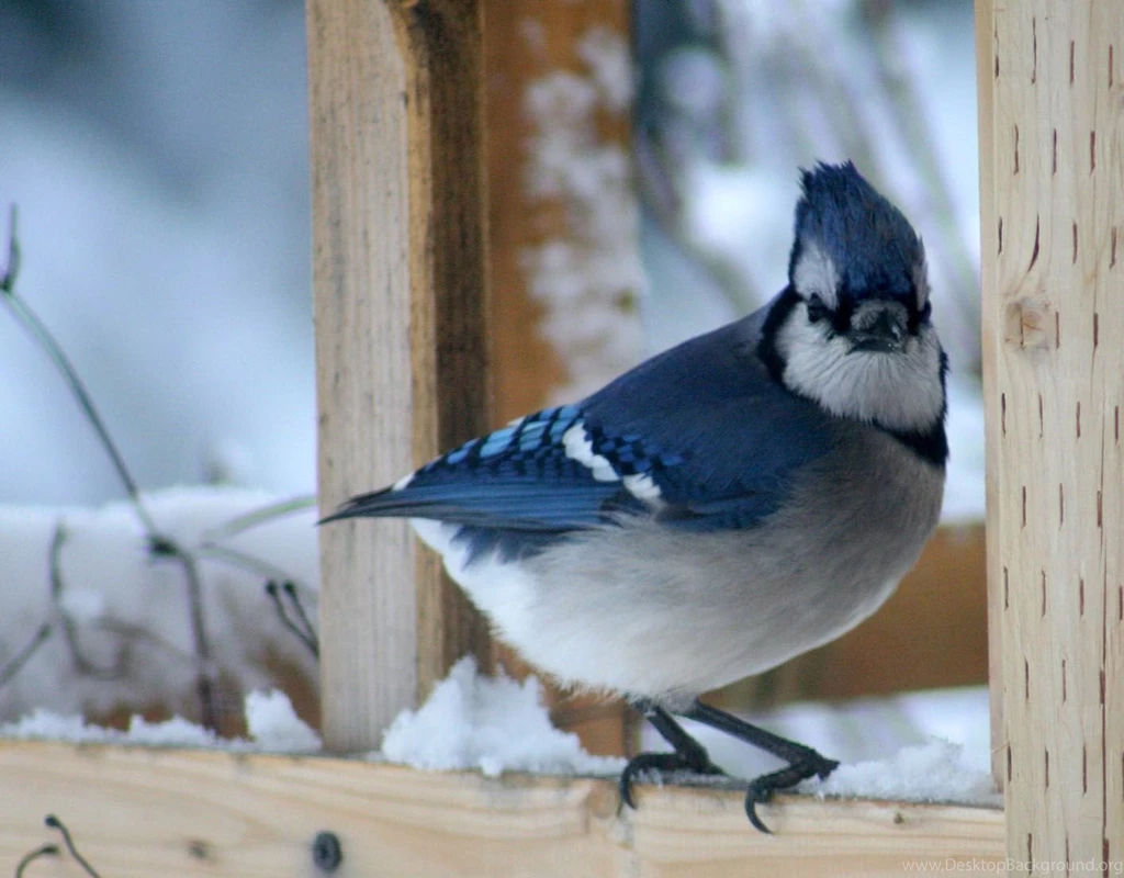 Animal Desktop Images, High Resolution Animals, Download Wallpapers ...
