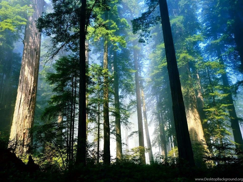 Windows Vista WallpaperFree Aero Woods Wallpapers