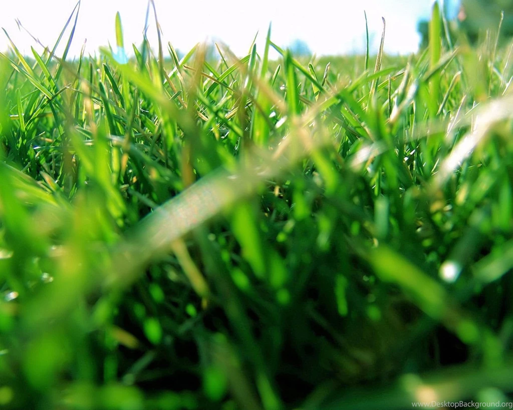 Windows Vista Wallpapers Plants And Leaves1280x1024 NO.16 Desktop ...