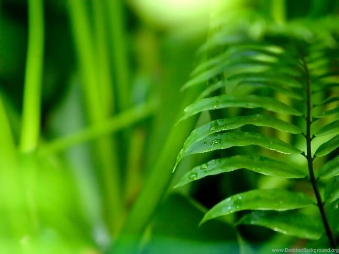 Windows Vista Plants Wallpapers (Vol.3) Wallcoo.net