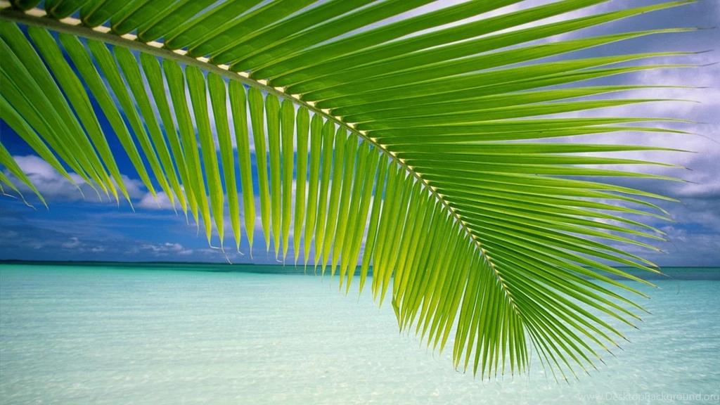 Vista Wallpapers Beach Tree