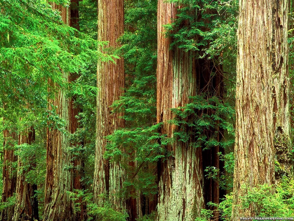 Forest Wallpapers Nature Wallpapers Crazy Frankenstein