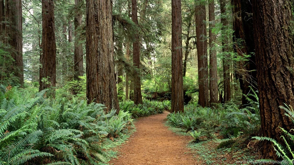 Sequoia National Park HD Wallpaper, Sequoia National Park Images ...