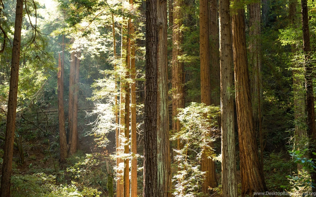Yosemite Sunlight Redwood Forest Trees Sunbeam Light Leaves ...