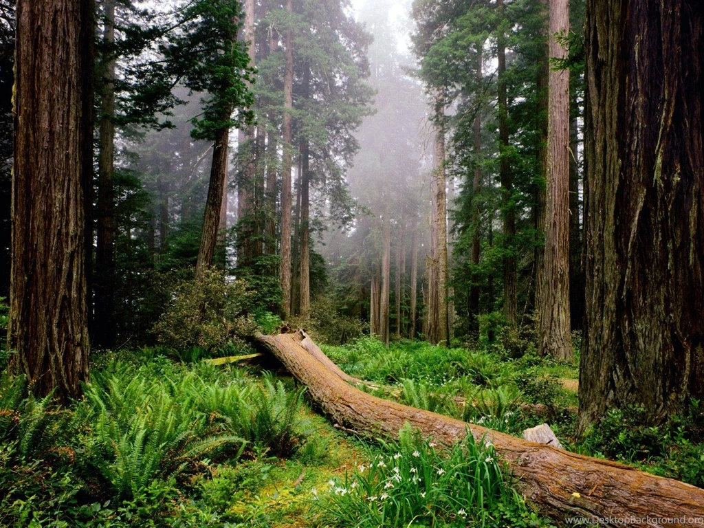 Redwood National Park Wallpapers 667187