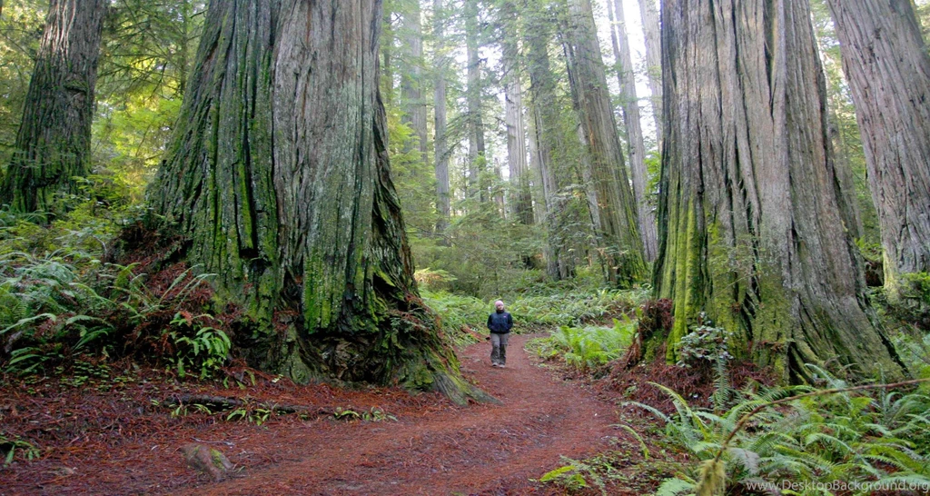 1000x665px Redwood National Park Wallpapers For Desktop