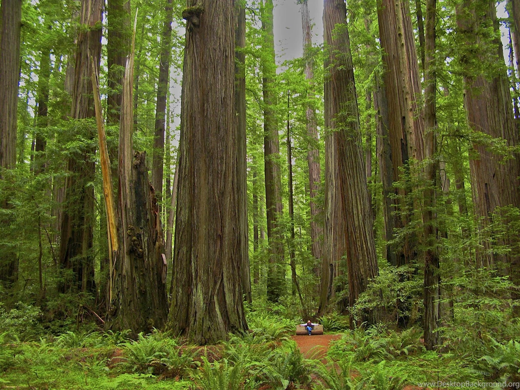 Redwood Forest Montomery Woods State Park California (