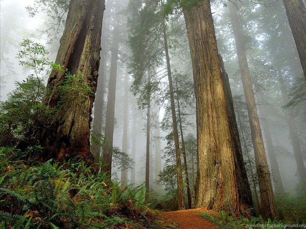 Redwood Wallpapers