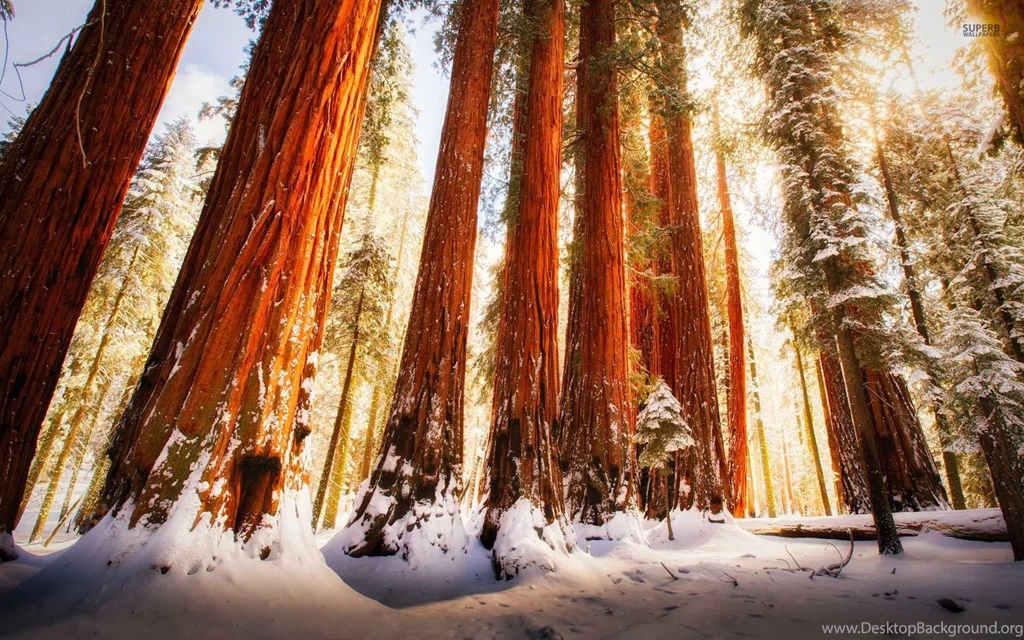 Redwood Forest Wallpapers   Nature Wallpapers