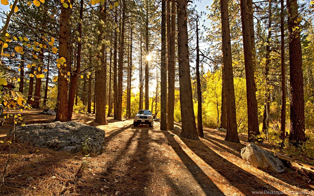 Trees Forest Redwood Toyota Tacoma Sunlight Trucks Wallpapers ...
