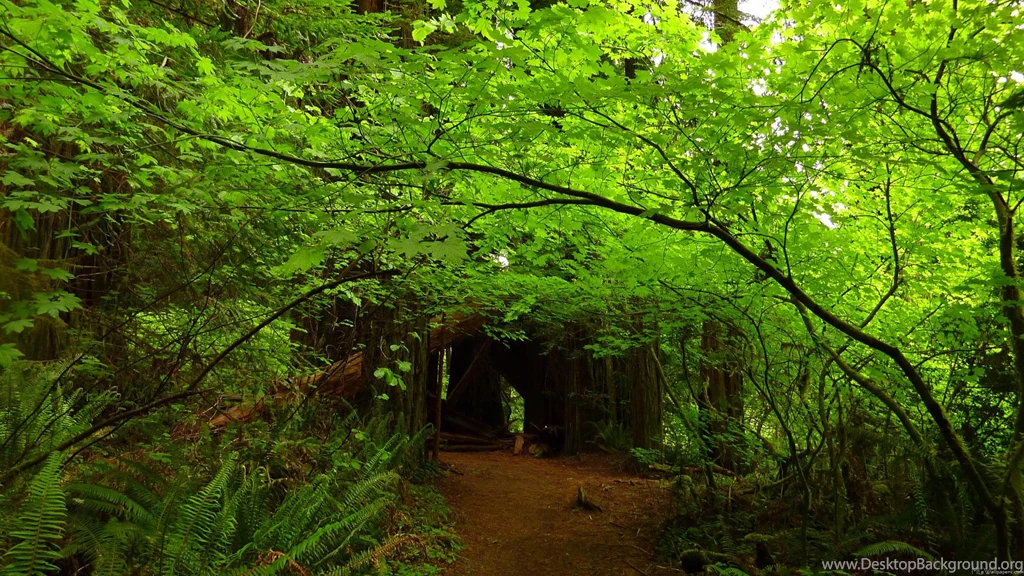 MLeWallpapers.com   Maple Trees In Redwood Forest