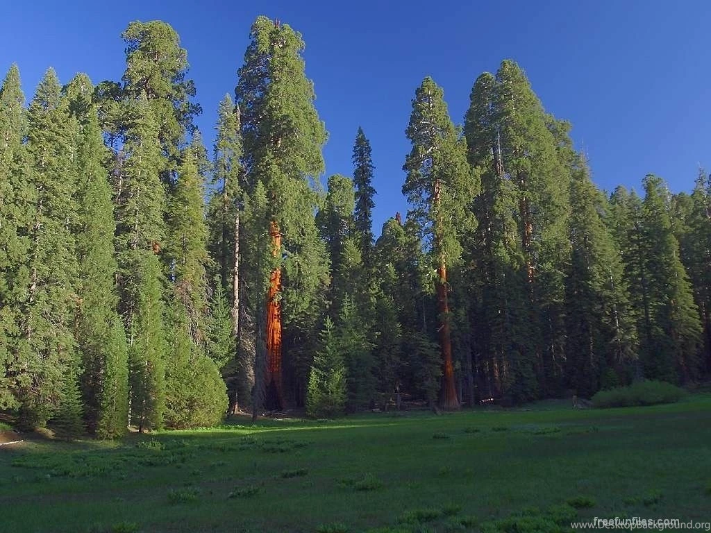 Redwood Forest (id: 79307) – BUZZERG