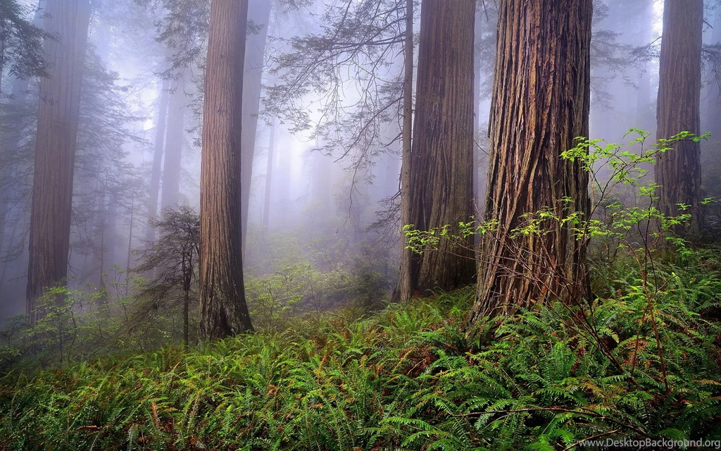 Redwood Wallpapers