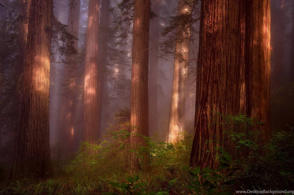 Redwood Grove (USA, California) / 2048 X 1365 / Forest ...