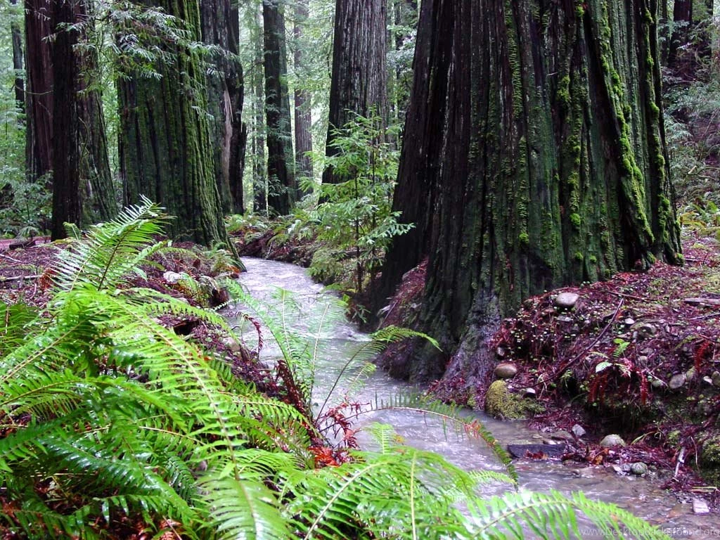 Redwood Forest