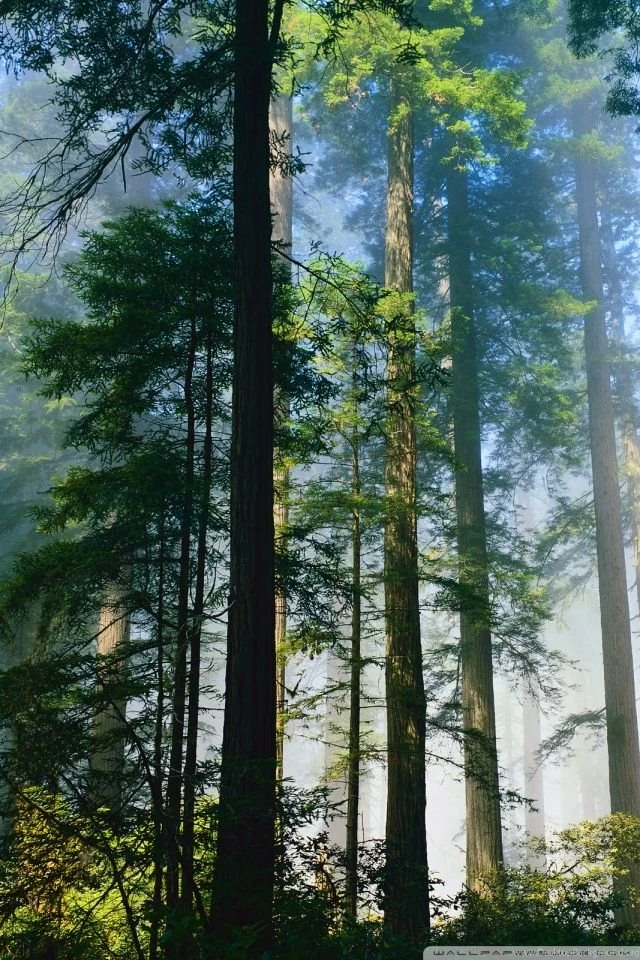 Redwood HD Desktop Wallpapers : High Definition : Fullscreen : Mobile
