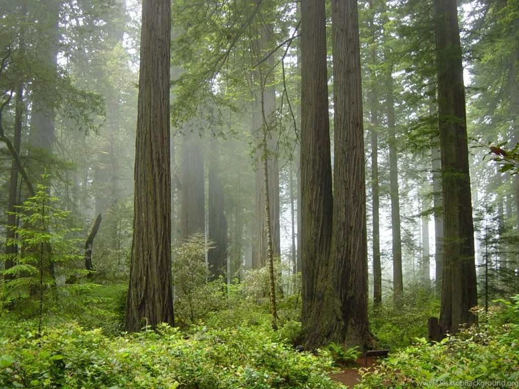 Redwood Forest California Wallpapers