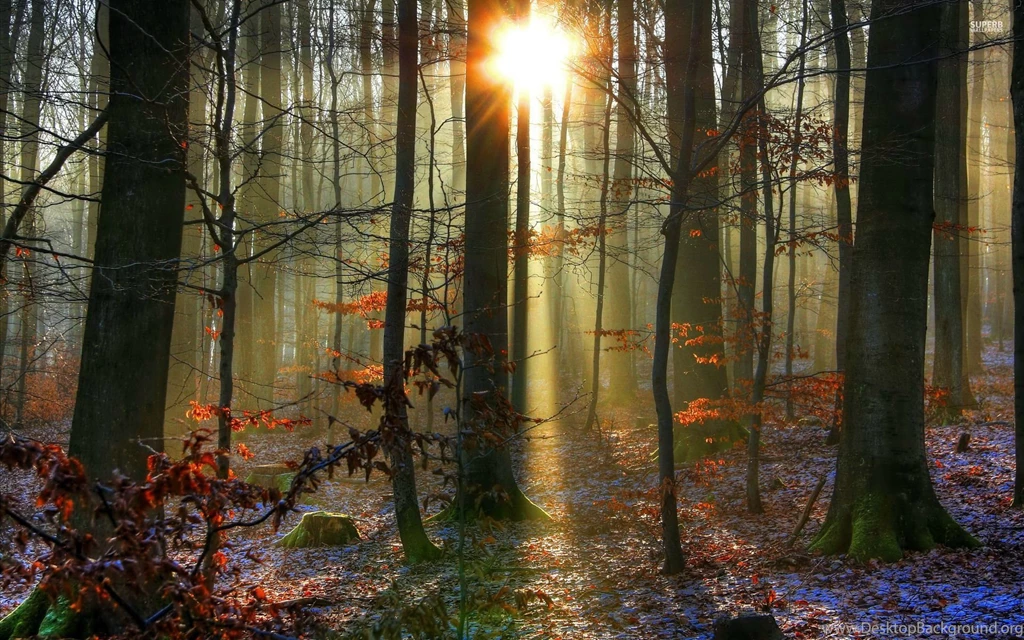 Sunlit Snowy Forest Wallpapers   Nature Wallpapers