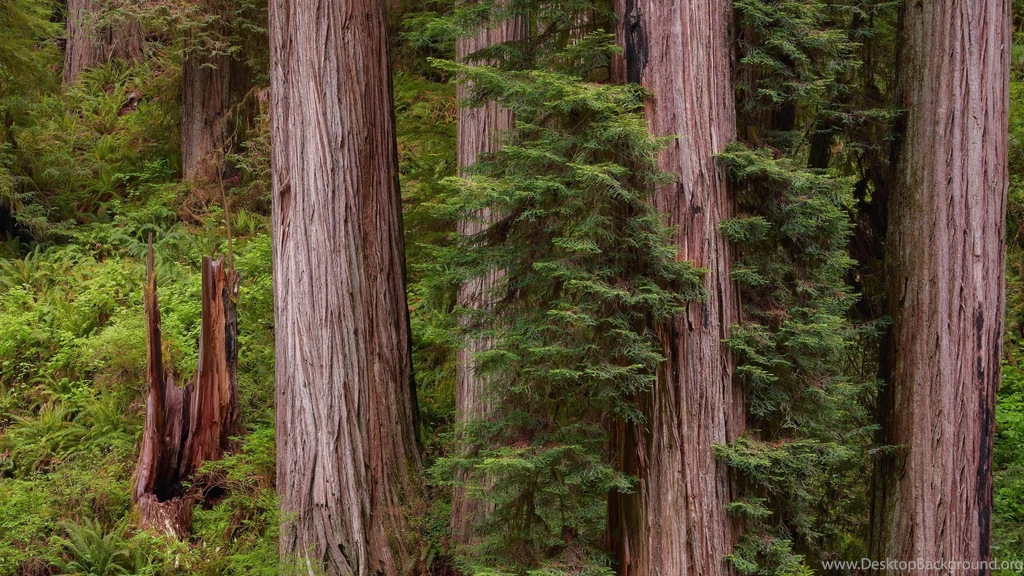 Super HD Wallpaper: Among The Giants