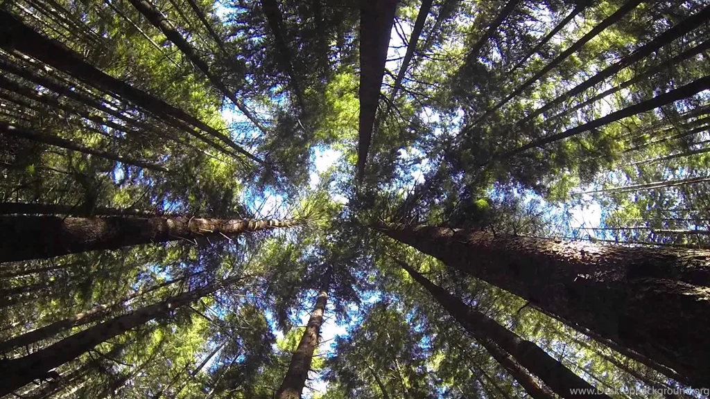 Time Lapse Sequoia Trees Redwood Forest, Northern California ...