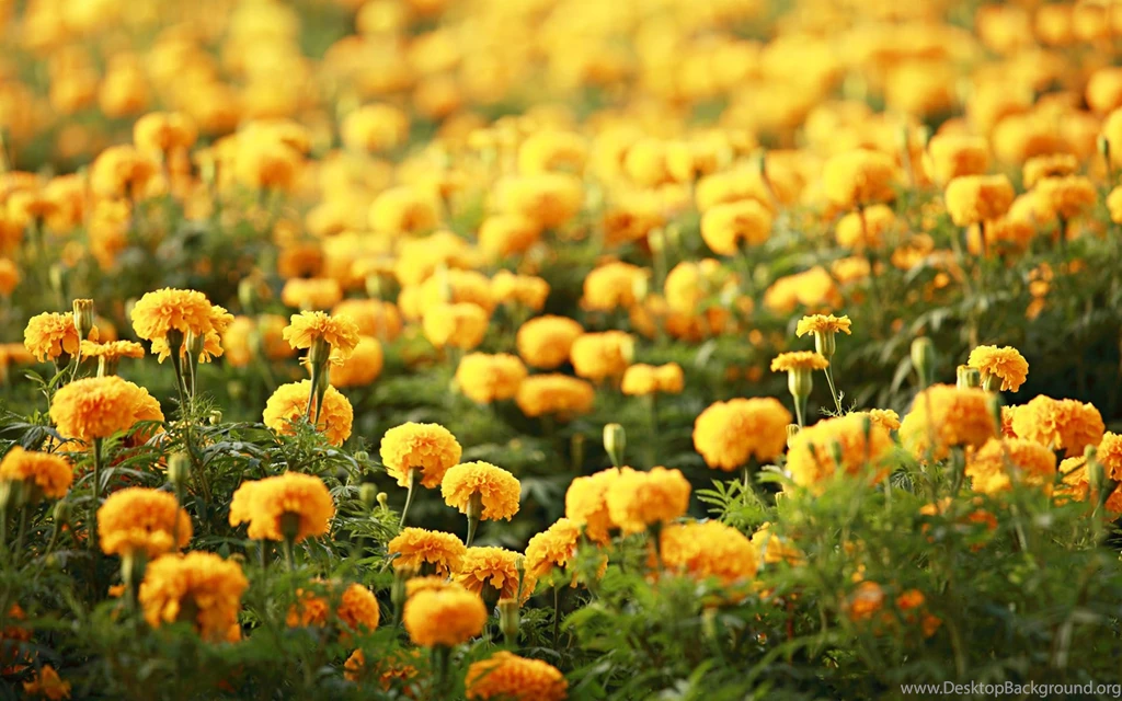 Flower Wallpapers STAY001