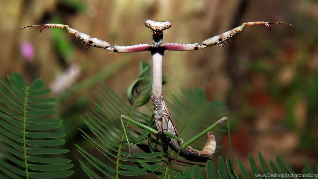 Download Wallpapers 3840x2160 Forest, Plant, Insect, Legs, Mantis ...