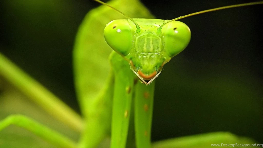 Praying Mantis Face Close Up Wallpaper.