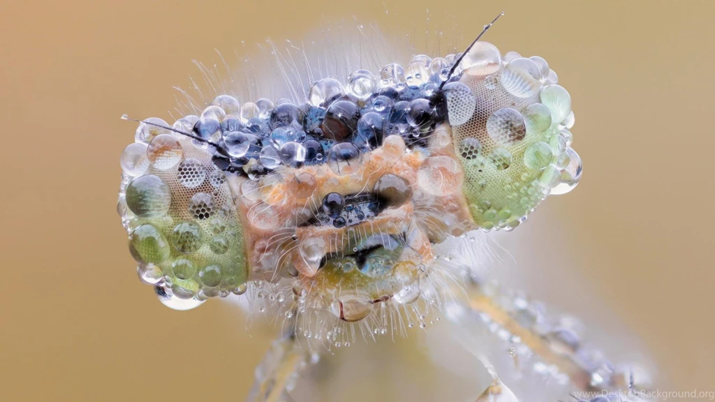 Devil's Flower Mantis Hd Wallpapers