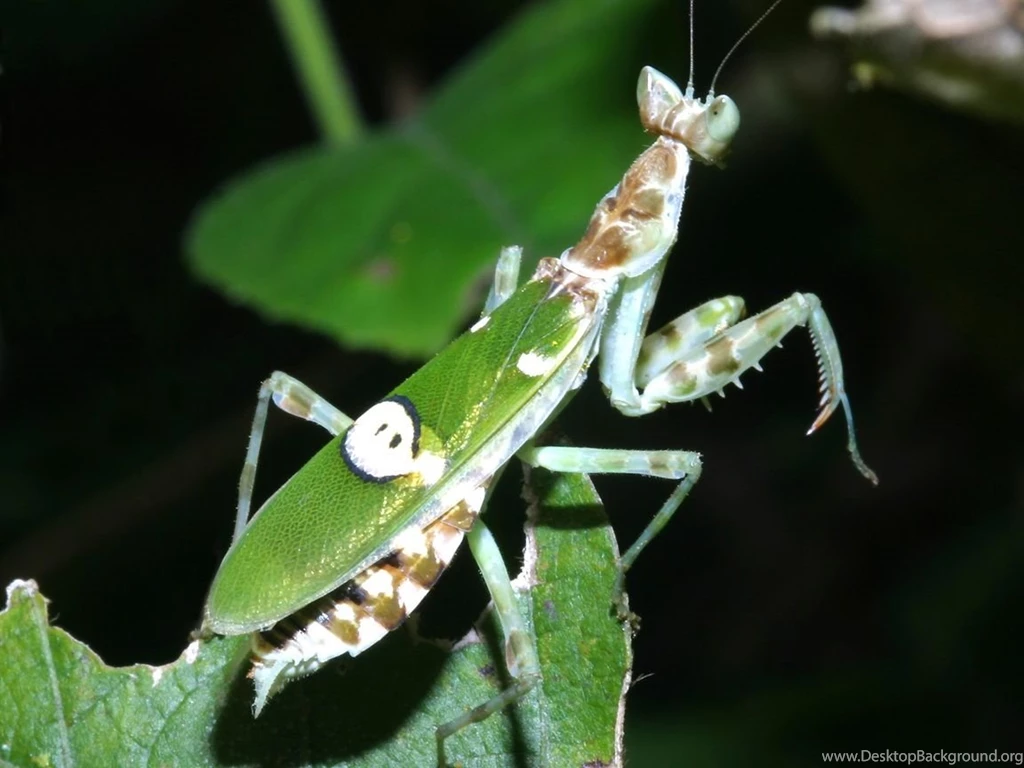 JeweledFlowerMantis04.jpg