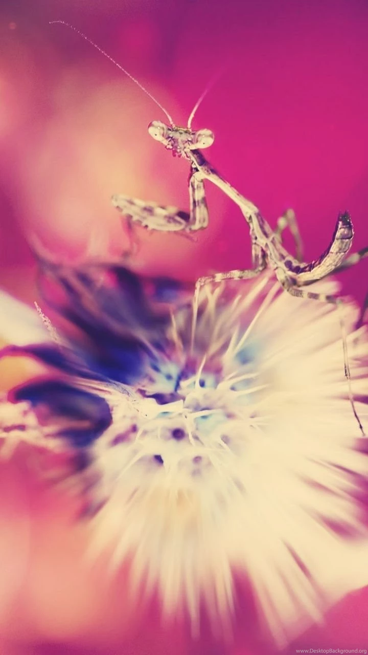 Download Wallpapers 720x1280 Mantis, Dandelion, Light, Backgrounds ...