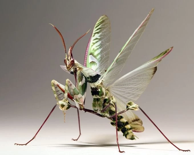 Devil Praying Mantis Wallpaper.