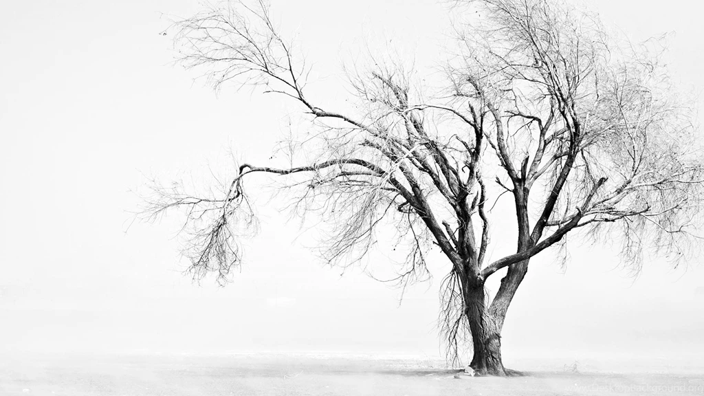 Black And White Tree (2560x1440) : Wallpapers
