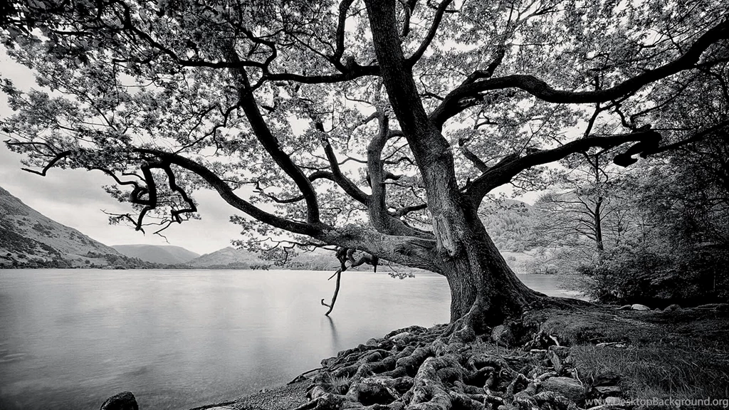 Black And White Images Of Trees 40 Cool Wallpapers ...