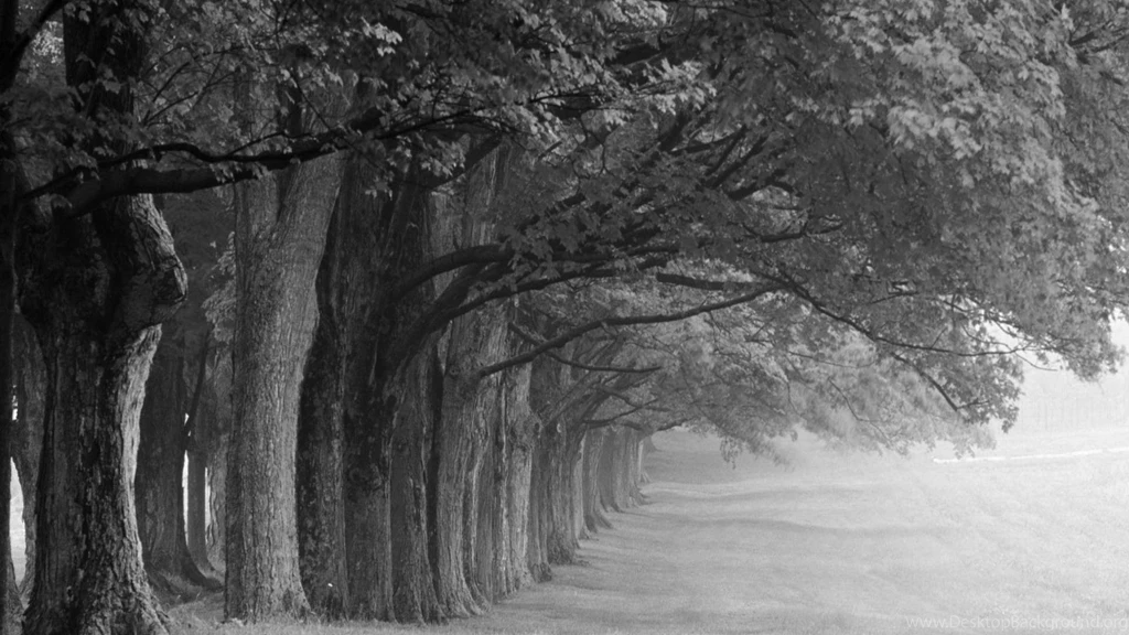 Black And White Trees Fog Monochrome Photo Hd Wallpapers   (