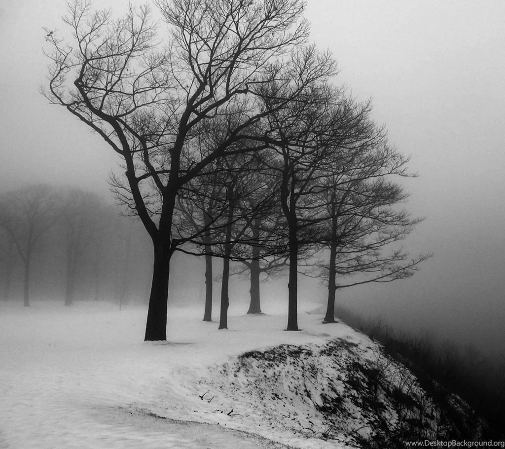 Beautiful Tree White And Black Wallpapers Material
