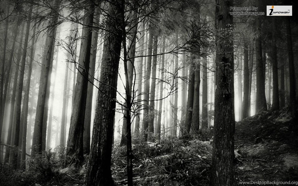 Black And White Nature Wallpapers   Photo 123 Of 267