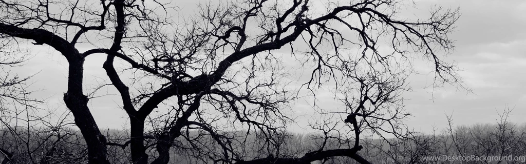 Download Wallpapers 3840x1200 Tree, Branches, Black and white, Roof ...