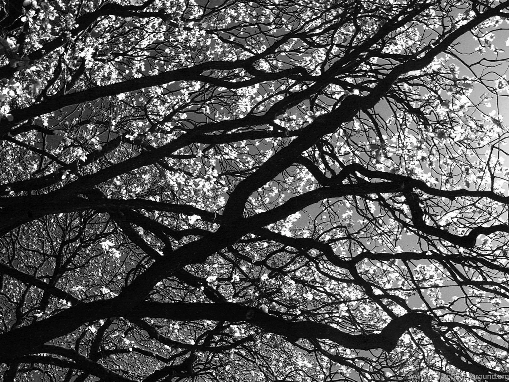 Download Wallpapers 1400x1050 Branches, Tree, Black and white ...