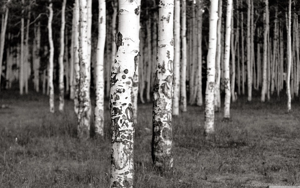 BLACK AND WHITE BIRCH TREES WALLPAPER   (