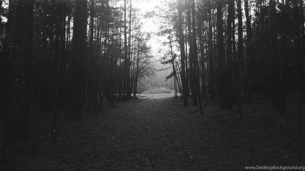 Forest, Nature, Landscape, Black, White, Night, Monochrome, Trees ...