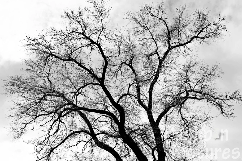 Tree Black And White Widescreen Backgrounds Wallpapers Attachment ...