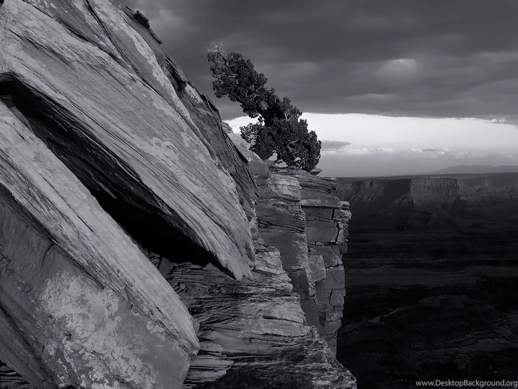 Black And White Tree Grand Canyon Wallpapers